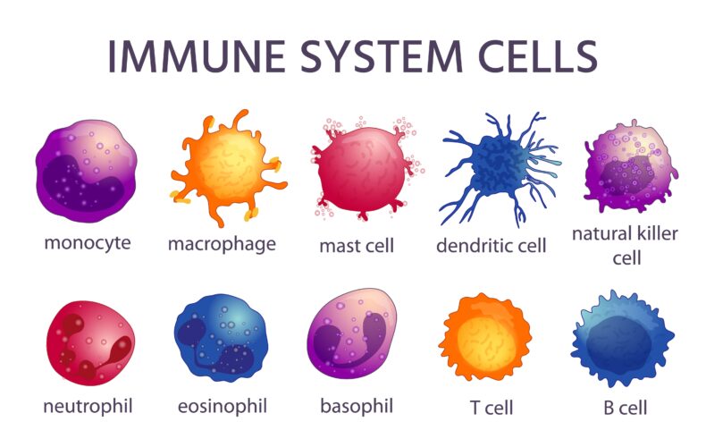 How to Normalize an Overactive Immune System Mother Earth Living